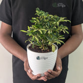 Schefflera miniature variegated, with 5.5 inches white decor pot